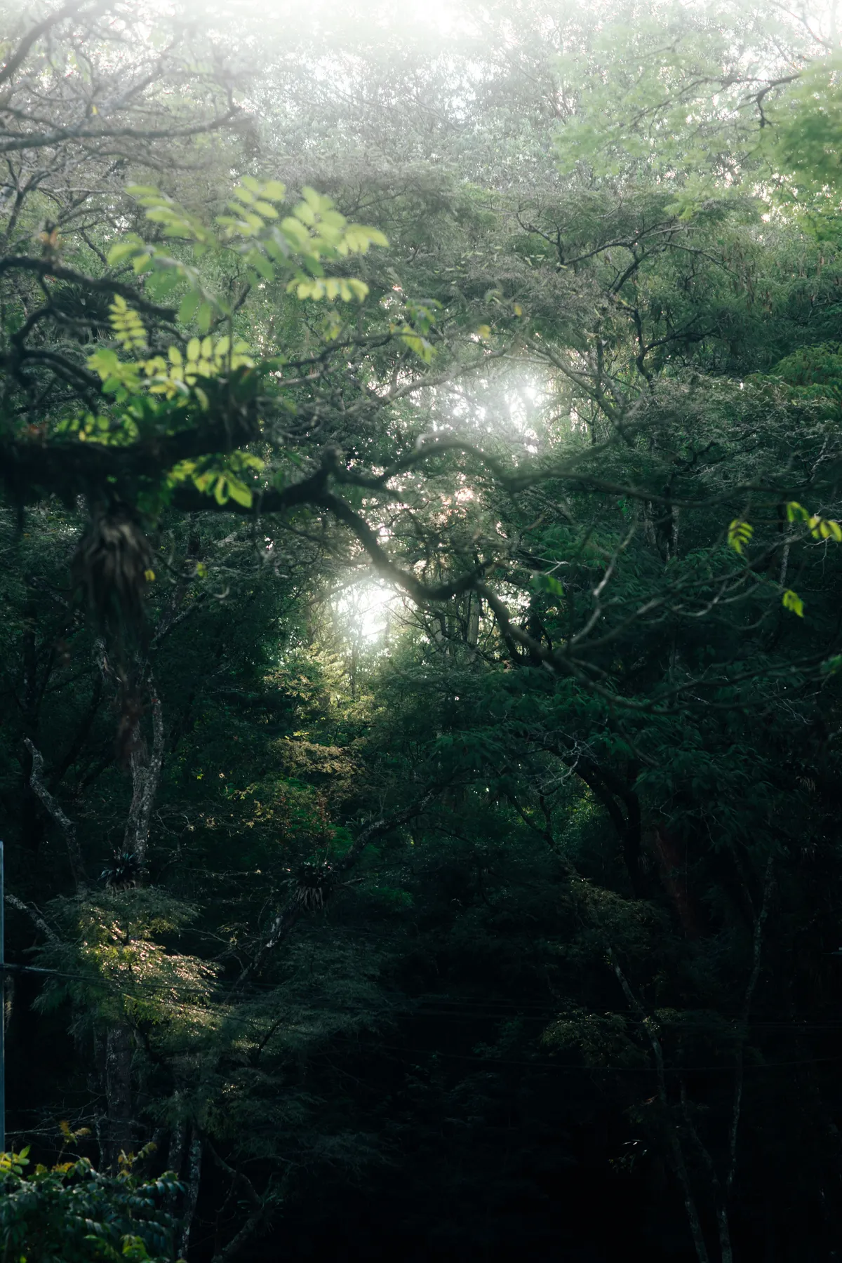 Ethereal sunlight filtering through a misty enchanted forest