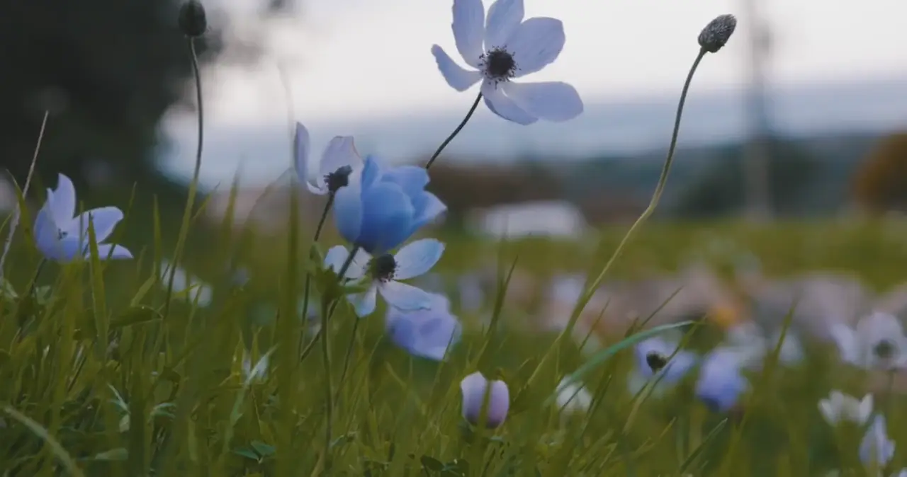 Soft wildflowers swaying in a gentle spring breeze
